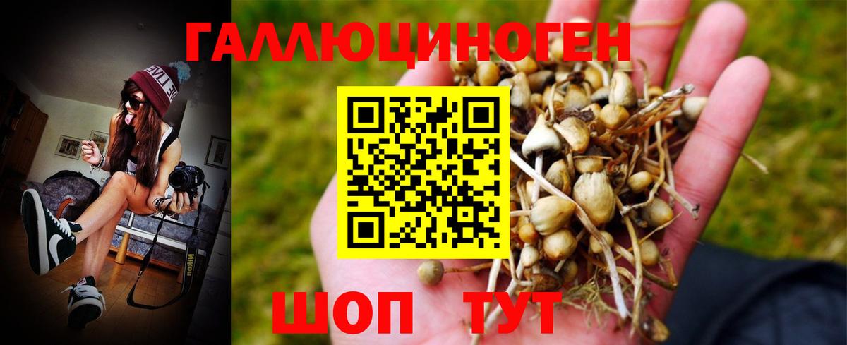 Галлюциногенные грибы Psilocybe  Вход с VPN  Аша  Галлюциногенные грибы Psilocybe 